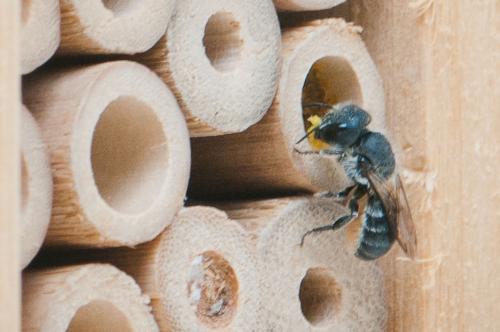 Osmia sp.